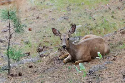 a deer laying on a hill in a field at Desert Pines Holiday Getaway in Peachland
