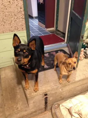 a dog standing next to a smaller dog in a doorway at Friendly Footprint in Golden