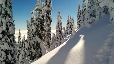 a group of trees covered in snow with their shadows at Sparkling NEW Rossland Midtown Studio Apartment in Rossland