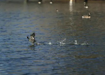 a bird is running in the water at The Vida 1 Bed Pet-Friendly in Abbotsford