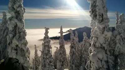 a group of trees covered in snow with the sun in the background at Fresh Studio Apartment in Central Rossland in Rossland