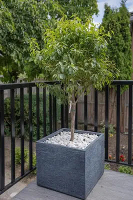 a tree in a concrete planter in front of a fence at Vancouver Cozy Cove in Vancouver