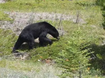 a black bear walking through a field of grass at Sun Drenched Escape - 50 Percent Off Apr - May in Canmore