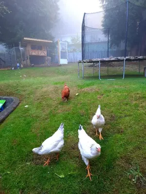 a group of white birds standing in a yard at Simply Suite - Sua Casa Longe de Casa in YYJ