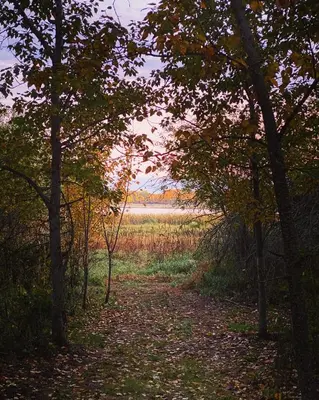 a path through the trees with a field in the background at Everlong Acres Belle Tent in Owlseye
