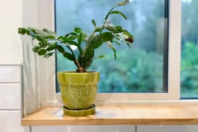 a plant in a yellow vase sitting on a window sill at Tidal Retreat Cabin in Tofino