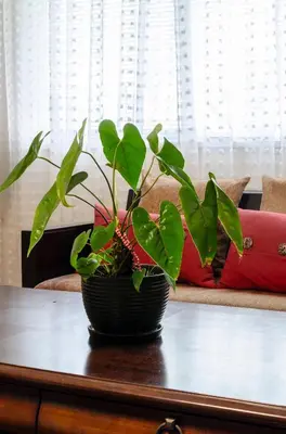 a plant in a black pot on a table at Convenient Urban Retreat in Vancouver