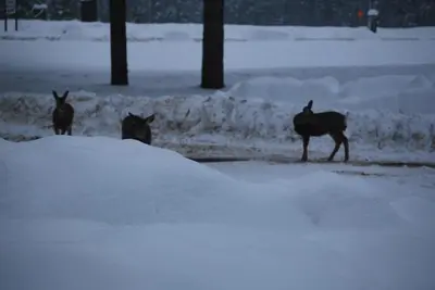 a couple of horses standing in the snow at Hotel Civilia Lakeside by Civilia Golf Retreat in Clearwater