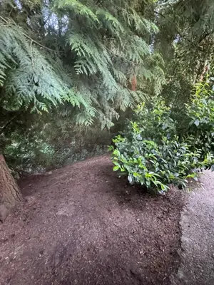 a dirt trail in a forest with trees and plants at Sasha-Home 538 Brookmere Ave in Coquitlam