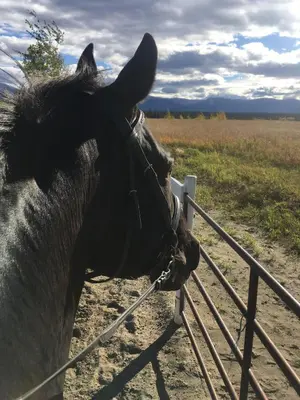 a horse sticking its head over a fence at Mezzanine Loft Above the Barn in Whitehorse
