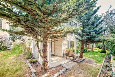a pine tree in a yard in front of a house at Cozy bedroom in quiet community in Calgary