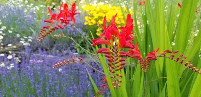 a group of red flowers in a field of flowers at Silver Star Bed and Breakfast in Vernon