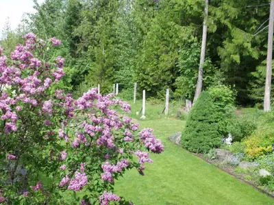 a garden with pink flowers in the grass at Silver Star Bed and Breakfast in Vernon