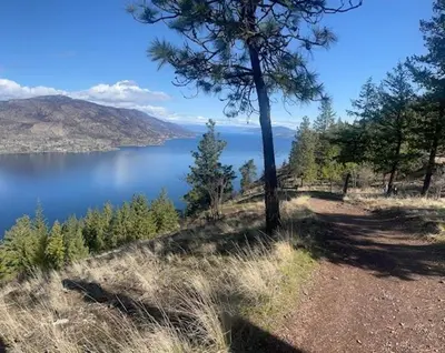 a tree on a hill next to a body of water at Knox Mountain Vista 2 Bdrm Suite in Kelowna