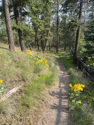 a dirt path through a forest with yellow flowers at Knox Mountain Vista 2 Bdrm Suite in Kelowna
