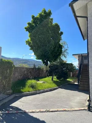 a tree on the side of a road at Lakecity Inn in Penticton