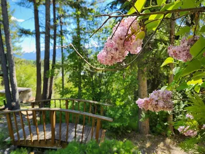 a bench in a garden with pink flowers at Alpenrose 4, Hottub, Mountains View, AC, sleep 5 in Golden