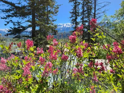 a field of pink flowers with mountains in the background at Alpenrose 204 Hottubs, Mountains View, KING bed in Golden