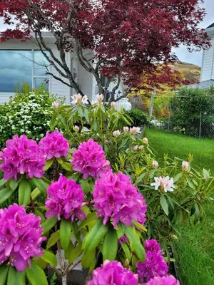 a bunch of pink flowers in front of a tree at Urban Retreat in Nanaimo
