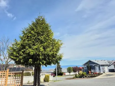 a tree in the middle of a street at Urban Retreat in Nanaimo