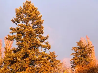 two pine trees with yellow leaves on them at surrey central green bamboo house in Surrey