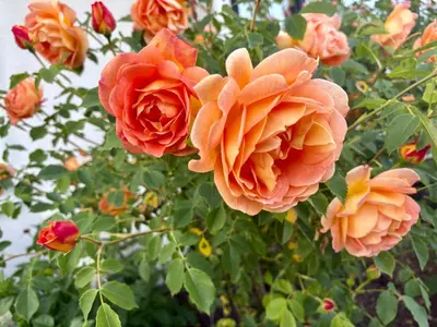 a group of orange flowers on a tree at Richmond home sweet home in Richmond