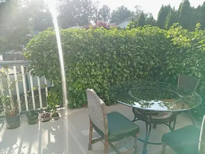 a patio with a table and chairs and a hedge at Comfy Sleep In Fraser Valley With Breakfast in Abbotsford