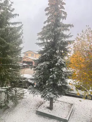 a snow covered pine tree in a yard at Calgary - By Mountains and Ski in Calgary