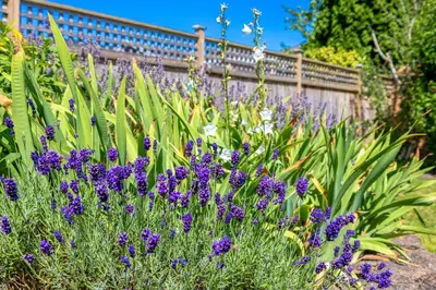 a garden with purple flowers in front of a fence at 2 Bds suite beautiful Yard near PNE in Vancouver