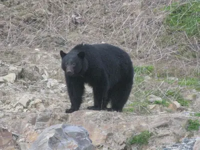 a black bear standing on a rocky hill at A Shack In The Woods in Port Renfrew