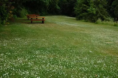 a park bench sitting in the middle of a field of grass at Stunning oceanfront home 4br3b sunrise beachcombing near Bamberton Park in Mill Bay