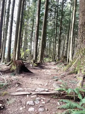 a dirt trail in a forest with trees at European-American Style Suite in Coquitlam