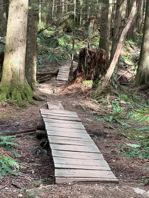 a wooden boardwalk in the middle of a forest at European-American Style Suite in Coquitlam