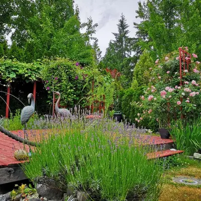 two birds standing in a garden with flowers at Abbie's Cozy Single Rooms in Maple Ridge District Municipality