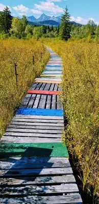a wooden path in a field with many colors on it at Country Rustic Loghouse at Teepee Meadows in Valemount