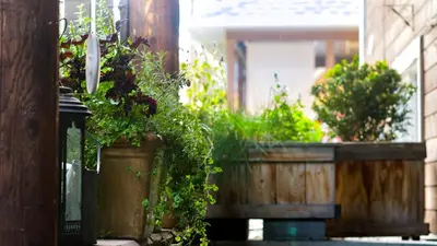 a garden with potted plants on a porch at Lay Back Lodge in Kimberley
