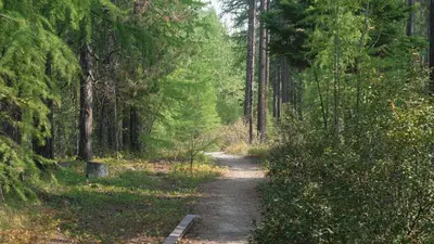 a dirt road through a forest with trees at Lay Back Lodge in Kimberley