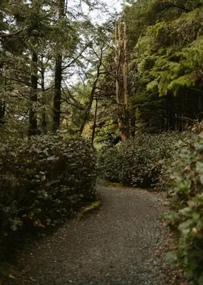 a path in a forest with trees and bushes at The Inlet Haven - 2 Bedroom on the Inlet in Ucluelet