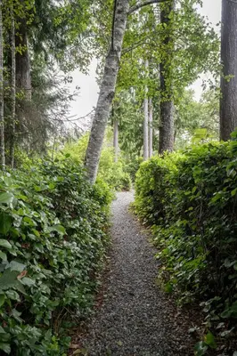 a path through a forest with trees and bushes at South Swell Tofino (formerly Blue Heron Waterfront Home amid Old Growth Cedars) in Tofino
