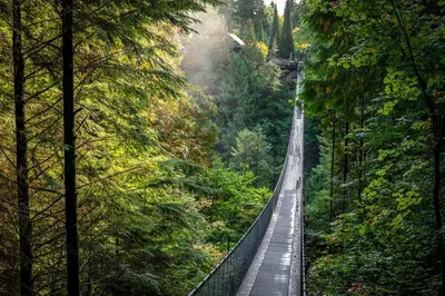 a suspension bridge in the middle of a forest at Modern Lynn Valley Retreat with Mountain and City Views in North Vancouver