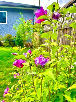 a bush of purple flowers in front of a fence at Spacious Family Home in Vancouver in Vancouver