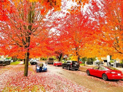 a group of cars parked on a street with autumn trees at Spacious Family Home in Vancouver in Vancouver