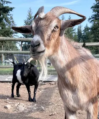 a goat standing next to a smaller goat at Ellison Funny Farm in Barrière