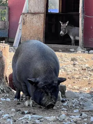 a large black pig standing in front of a building at Ellison Funny Farm in Barrière