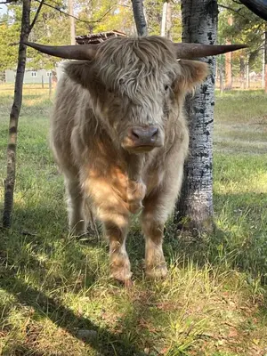 a cow standing in the grass next to a tree at Cozy Country Log Cabin Art Spa Getaway in Caroline