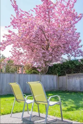 two chairs sitting in front of a tree with pink flowers at Bright Maple Suite in Richmond