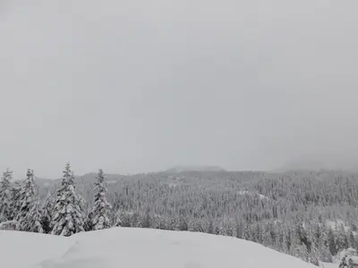 a black and white photo of a snow covered forest at Drive Up Condo - Walk to Mount Washington in Mount Washington