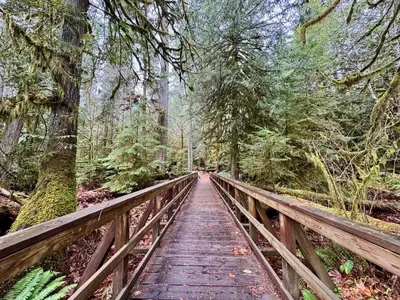 a wooden bridge in the middle of a forest at Island Coastal Retreat in Qualicum Beach