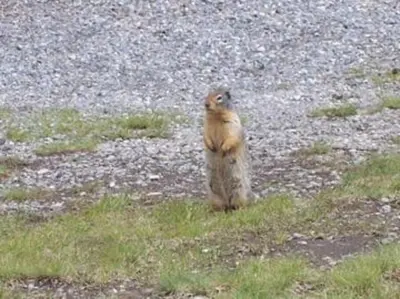 a meerkat standing on the side of a road at Spring Creek Serenity at Rundle Cliffs Lodge in Canmore