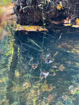 a pool of water with leaves in it at Lovely 2 bedroom suite in Langford in Metchosin